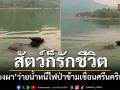 สัตว์ก็รักชีวิต อุทยานฯเขื่อนศรีนครินทร์ เผยคลิป เลียงผา ว่ายน้ำหนีไฟป่า