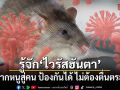 รู้จัก ไวรัสฮันตา เชื้อจากหนูสู่คน ป้องกันได้ ไม่ต้องตื่นตระหนก