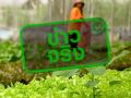 เกาหลีใต้เชือด  แบน4จว.ไทย  สั่งระงับนำเข้า  โควตาแรงงาน