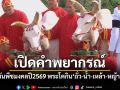 \'พระโคพอ-พระโคเพียง\'เลือกกินอะไร ในพระราชพิธีจรดพระนังคัลแรกนาขวัญ 2569