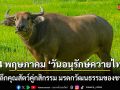 14 พฤษภาคม \'วันอนุรักษ์ควายไทย\' รำลึกคุณสัตว์คู่กสิกรรม