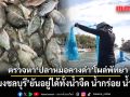 ประมงชลบุรีลงพื้นที่ตรวจสอบ หลังพบรายงาน ปลาหมอคางดำ โผล่ทะเลพัทยา ยันอยู่ได้ทั้งน้ำจืด น้ำกร่อย น้ำทะเล