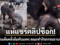 โซเชียลแห่แชร์ ช้างอินเดียคลั่งซัดกันในแม่น้ำศักดิ์สิทธิ์ ล้มทับนทท.ขณะทำกิจกรรมอาบน้ำช้าง