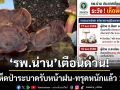 ‘รพ.น่าน’เตือนด่วน! พิษเห็ดป่าระบาดรับหน้าฝน-พบล้มป่วยแล้ว 2 อำเภอ