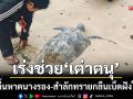ศอภต.ทร.เร่งช่วย! ‘เต่าตนุ’ เกยตื้นหาดนางรอง-สำลักทรายกลืนเบ็ดฝังในลำคอ