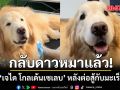 สุดเศร้า! เจได โกลเด้นเซเลบ กลับดาวหมาแล้ว หลังต่อสู้กับมะเร็ง