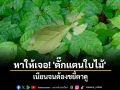 หาให้เจอ! \'ตั๊กแตนใบไม้\' เนียนจนนึกว่าใบไม้ขยับได้
