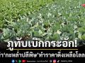 ภูทับเบิกกระอัก! ดราม่าคลิป \'กะหล่ำปลีพิษ\' ทำราคาดิ่งเหลือกิโลฯละบาท