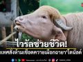 บังกลาเทศสั่งห้ามเชือด ควายเผือกฉายา โดนัลด์ ทรัมป์