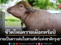 ส่องชีวิตใหม่ ควายเผือกทรัมป์ หลังรอดถูกเชือด สู่ดาวเด่นในสวนสัตว์แห่งชาติกรุงธากา