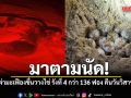 มาตามนัด! แม่เต่ามะเฟืองขึ้นวางไข่ เป็นรังที่ 4 จำนวน 136 ฟอง ในคืนวันวิสาขบูชา
