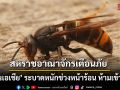สหราชอาณาจักรเตือนภัย \'แตนเอเชีย\' ระบาดหนักช่วงหน้าร้อน ห้ามเข้าใกล้!