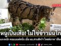 หนูเป็นเสือนะ ไม่ใช่ข้าวมันไก่ โซเชียลแกงหนัก คอมเมนต์สนั่น เมื่อ ผอ.สวนสัตว์ฯ โพสต์ภาพ ‘เสือลายเมฆ’