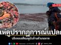 แห่ดูปรากฏการณ์แปลก ปลิงทะเลสีชมพูนับล้านตัวเกยหาด