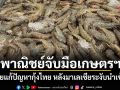 พาณิชย์จับมือเกษตรฯ ลุยแก้ปัญหากุ้งไทย หลังมาเลเซียระงับนำเข้า