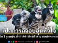 เปิดภารกิจอบอุ่นหัวใจ กู้ชีพ 3 ลูกเหยี่ยวกิ้งก่าสีดำ สัตว์ป่าหายากพลัดตกจากรังที่แม่ฮ่องสอน