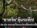 ชาคริต ลุ้นระทึก ฝนกระหน่ำสวนเมืองจันท์ หวั่น ลม หอบทุเรียนแปลงเด็ดหล่นเสียหาย