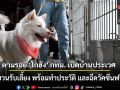 ตามรอย \'โกฮัง\' กทม. เปิดบ้านประเวศ ชวนรับเลี้ยง พร้อมทำประวัติ และฉีดวัคซีนฟรี
