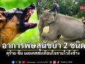 หมออลงกรณ์เตือนภัย อาการพิษสุนัขบ้า 2 ชนิด ดุร้าย-ซึม เผยเคสสะเทือนใจลามไวถึงช้าง