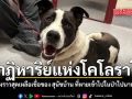 ปาฏิหาริย์แห่งโคโลราโด เปิดเรื่องราวสุดเหลือเชื่อของ สุนัขบ้าน ที่หายเข้าไปในป่าไปนานเกือบปี
