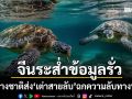 จีนระส่ำ แฉต่างชาติส่ง เต่า-ปลาสายลับ ติดเซนเซอร์ลอบจารกรรมข้อมูลทางทะเล