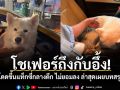 โชเฟอร์ถึงกับอึ้ง! ผู้โดยสาร 4 ขาโดดขึ้นแท็กซี่กลางดึก ไม่ยอมลง ล่าสุดเผยบทสรุปแล้ว...