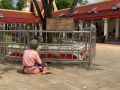 อาลัยยิ่ง พสกนิกรนครพนมรำลึก \'เจ้าฟ้าพัชรกิติยาภาฯ\' ผ่านต้นกันเกราที่ทรงปลูกเคียงคู่พระธาตุพนมครบ 20 ปี