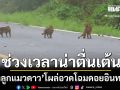 หาดูยาก! แก๊งลูกแมวดาว โผล่อวดโฉมริมทางดอยอินทนนท์