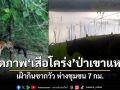 เปิดภาพ เสือโคร่งเพศผู้ กลางป่าเขาแหลม เฝ้ากินซากวัว ห่างชุมชน 7 กม.