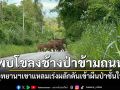 อุทยานฯเขาแหลม เตือนระวังโขลงช้างป่าข้ามถนน เร่งผลักดันเข้าผืนป่าชั้นใน