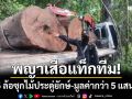 พญาเสือแท็กทีม! ยึด 6 ล้อติดเครนซุกไม้ประดู่ยักษ์ รวมมูลค่ากว่า 5 แสนบาท