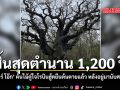 สิ้่นสุดตำนาน 1200 ปี เมเจอร์ โอ๊ก ต้นไม้คู่ใจโรบินฮู้ดยืนต้นตายแล้ว หลังอยู่มานับศตวรรษ