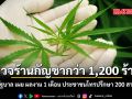 ตรวจร้านกัญชากว่า 1,200 ร้าน รัฐบาล เผย ผลงาน 1 เดือน ประชาชนโทรปรึกษา 200 สาย