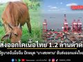 ดันส่งออกโคเนื้อไทย 1.2 ล้านตัวต่อปี รัฐบาลจับมือจีน ปักหมุด บางสะพาน ฮับส่งออกแห่งใหม่