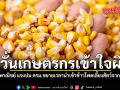 หวั่นเกษตรกรเข้าใจผิด ประธานกมธ.พาณิชย์ แจงปม ครม.ขยายเวลานำเข้าข้าวโพดเลี้ยงสัตว์จากเพื่อนบ้าน