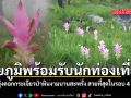 ชัยภูมิพร้อมรับนักท่องเที่ยว ทุ่งดอกกระเจียวป่าหินงามบานสะพรั่ง สวยที่สุดในรอบ 4 ปี
