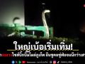 ใหญ่เบ้อเริ่มเทิ่ม! ผวาจงอางไซส์บิ๊กบึ้มโผล่ภูเก็ต ยืนชูคอขู่ฟ่อจนนึกว่าเสาไฟ ล่าสุดรวบตึงลงถังแล้ว