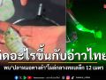 เกิดอะไรขึ้นกับอ่าวไทย? พบปลาหมอคางดำ โผล่กลางทะเลบางสะพาน ลึก 12 เมตร