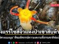 พิศวงแมงมุม ของแรร์ไซส์จิ๋วแห่งป่าเขาสิบห้าชั้น พืชมหัศจรรย์ไร้ใบสีเขียว