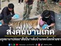 คืนสู่บ้านเกิด กรมอุทยานฯปล่อย เสือปิ่น คืนผืนป่ามรดกโลกห้วยขาแข้ง หลังฟื้นฟูจนฟิตปั๋ง-น้ำหนักพุ่ง 119 กิโล