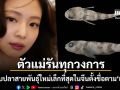 ตัวแม่รันทุกวงการ นักวิจัยค้นพบปลาสายพันธุ์ใหม่เล็กที่สุดในจีน ตั้งชื่อปังตาม เจนนี แบล็กพิงก์