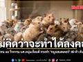 ไม่คิดว่าจะทำได้ลงคอ รูมเมทไม่ทน แฉ วีรกรรม นศ.หนุ่มเรียนดี กระทำ หนูแฮมสเตอร์ 40 ตัว ดับคาหอพัก