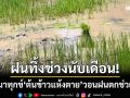 ฝนทิ้งช่วงนับเดือน! ชาวนาอำนาจเจริญทุกข์ ‘ต้นข้าวแห้งตาย’ วอนฝนตกช่วยชีวิต