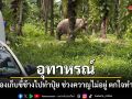 อุทาหรณ์ หนุ่มย่องเข้าสวนปาล์ม เก็บขี้ช้างช่วงควาญไม่อยู่ พังแสนตกใจทำร้ายดับ