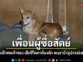 เพื่อนผู้ซื่อสัตย์ สุนัข3ขาเฝ้าศพเจ้านาย เสียชีวิตคาห้องพัก พบยาบ้าอุปกรณ์เสพเกลื่อน