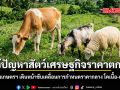 แก้ปัญหาสัตว์เศรษฐกิจราคาตกต่ำ กระทรวงเกษตรฯ เดินหน้าขับเคลื่อนการกำหนดราคากลาง โคเนื้อ-แพะ-แกะ