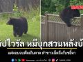 คลิปไวรัล หมีบุกสวนหลังบ้าน แต่ตอนจบพีคเกินคาด ทำชาวเน็ตถึงกับขยี้ตา ชมคลิป