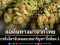 ไทยฉาวอีกรัวๆ  อินโดนีเซีย จับคนนำเข้า ช่อดอกกัญชา บิ๊กล็อต 3.3 ตัน แฉต้นทางมาจากไทย