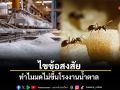 ไขข้อสงสัย ทำไมมดไม่ขึ้นโรงงานน้ำตาล