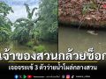 เจ้าของสวนกล้วยหอมช็อก เจอจระเข้โผล่ว่ายน้ำ 3 ตัว ประมงเร่งล่า-เช็กฟาร์มยันไม่ได้หลุด